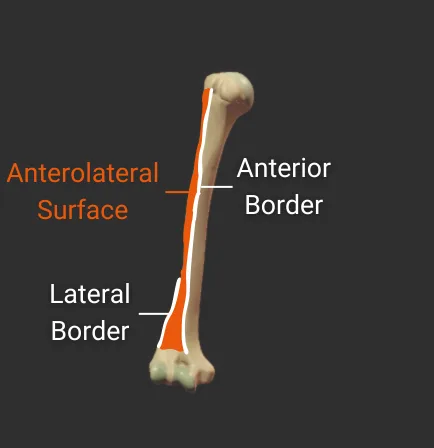 Surfaces - anterior - isolated